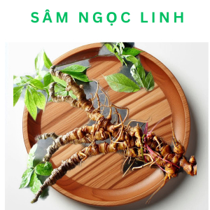 Sâm Ngọc Linh Ở Đâu Tốt Nhất? Sâm Ngọc Linh Có Tốt Không?