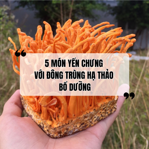 Yến Chưng Đông Trùng Hạ Thảo Có Tốt Không? 5 Món Yến Chưng Đông Trùng Hạ Thảo Đại Bổ
